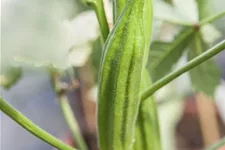 Okrasamen 'Clemson Spineless' Packungsinhalt reicht für ca. 15 Pflanzen