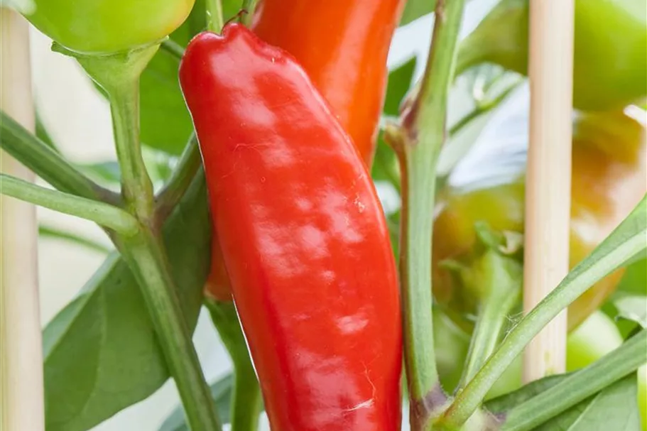 Saatgut Samen SP Paprika Mini Snack 292891 Quedlinburger AR5721 