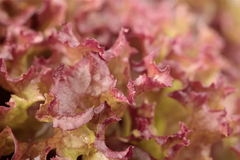 Pflücksalatsamen 'Lollo rosso' Packungsinhalt reicht für ca. 500 Pflanzen