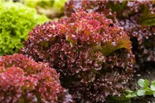 Pflücksalatsamen 'Lollo rosso' Packungsinhalt reicht für ca. 500 Pflanzen