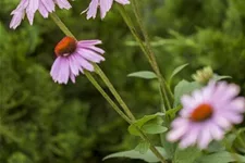 Purpursonnenhutsamen Inhalt reicht für ca. 40 Pflanzen