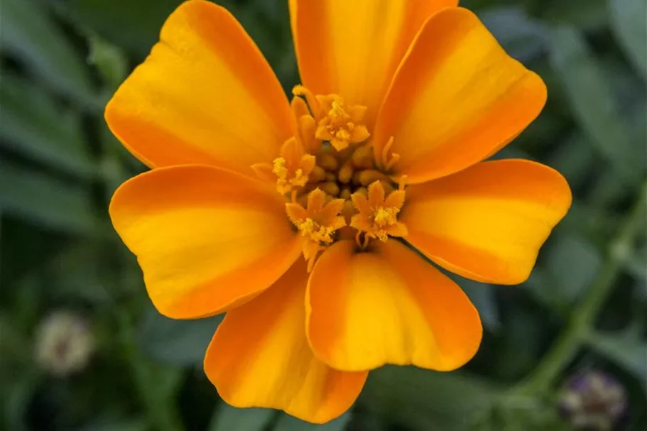 Tagetessamen 'Bambino Orange' Inhalt reicht für ca. 40 Pflanzen