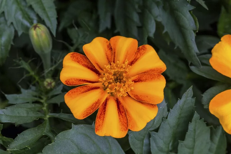 Tagetessamen 'Bambino Orange' Inhalt reicht für ca. 40 Pflanzen