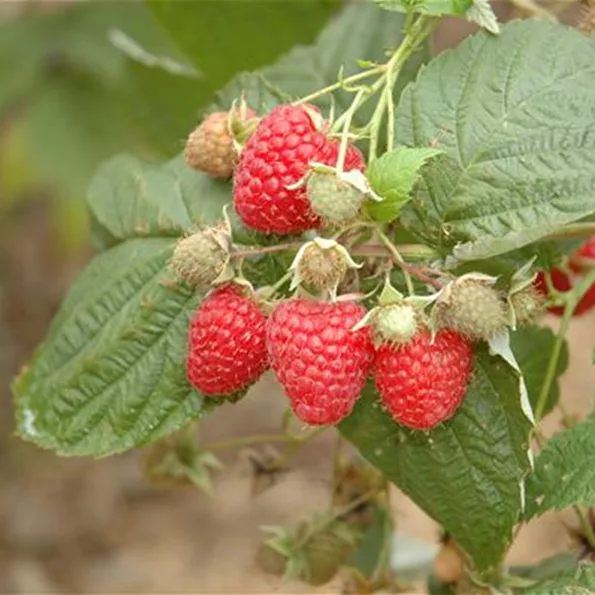 Rubus idaeus (GS621976.jpg)