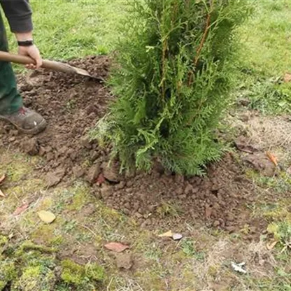 Lebensbaum - Thuja einpflanzen im Garten