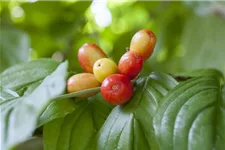 Kornelkirsche Polar Fruits® 'Cornel Berry' Topfgröße 5 Liter / Höhe 50-60cm