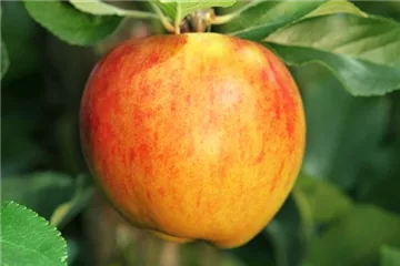 Obstbaum pflanzen: Apfel nach Apfel? Obstbaum pflanzen: Apfel nach Apfel?