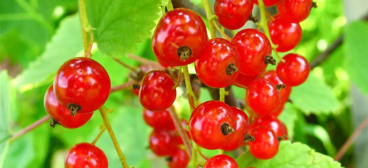 Johannisbeere 'Junifer' Busch, Topfgröße 3,5 Liter