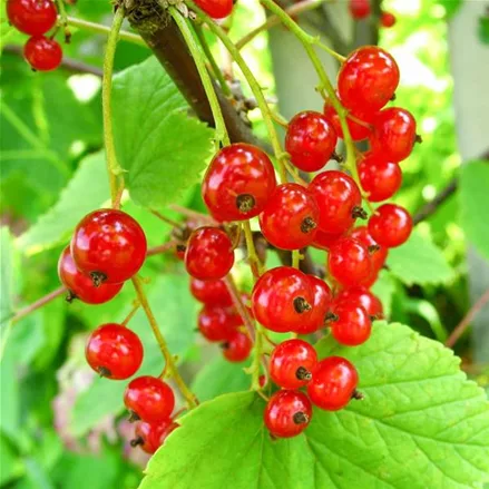 Johannisbeere 'Junifer'