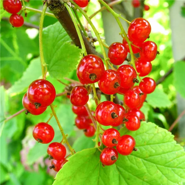 Johannisbeere 'Junifer'