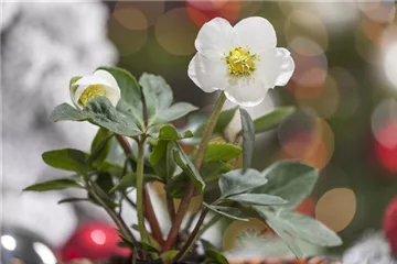 Grüne Weihnachten – festliche Pflanzen im Garten Grüne Weihnachten – festliche Pflanzen im Garten