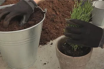 Lavendel - 3. Einpflanzen in ein Gefäß Lavendel - 3. Einpflanzen in ein Gefäß