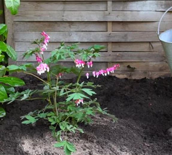 Tränendes Herz - Einpflanzen im Garten
