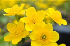 Sumpf-Dotterblume Wildstaude 12 cm Topf