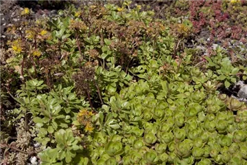 Steingartenstauden Hitzetolerant Steingartenstauden Hitzetolerant