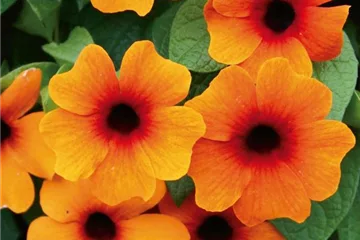 Blumensamen (in Kürze lieferbar) Blumensamen (in Kürze lieferbar)