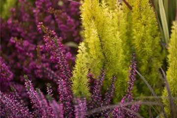 Heidepflanzen Heidepflanzen