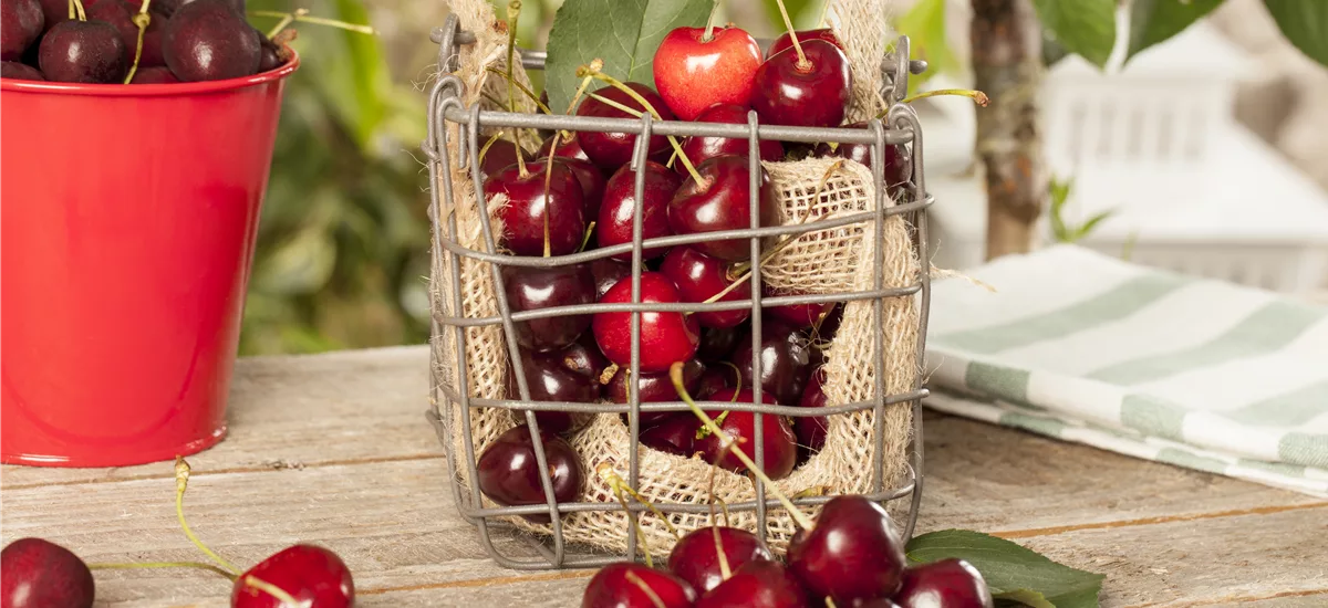 Süßkirsche 'Sunburst' Busch, Topfgröße 10 Liter, Unterlage Alkavo