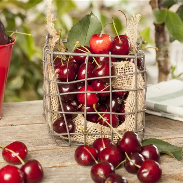 Süßkirsche 'Sunburst'