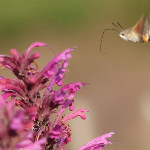 Wie locke ich Taubenschwänzchen in meinen Garten?