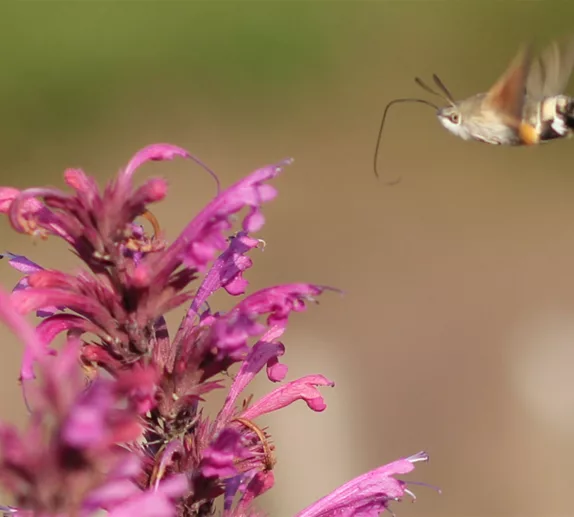 Wie locke ich Taubenschwänzchen in meinen Garten?
