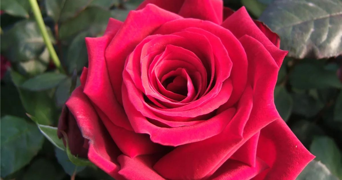 Edelrose 'Duftzauber 84'® online kaufen bei Olerum