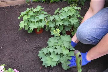 Frauenmantel (Alchemilla) pflanzen Frauenmantel (Alchemilla) pflanzen