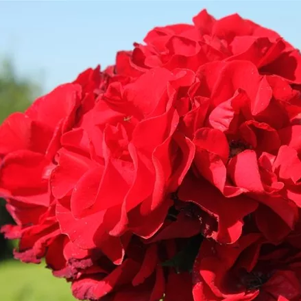 Strauchrose 'Roter Korsar'® ADR