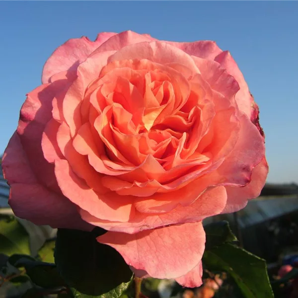 Edelrose 'Augusta Luise'®