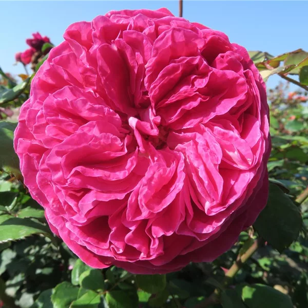 Beetrose 'Freifrau Caroline'® ADR