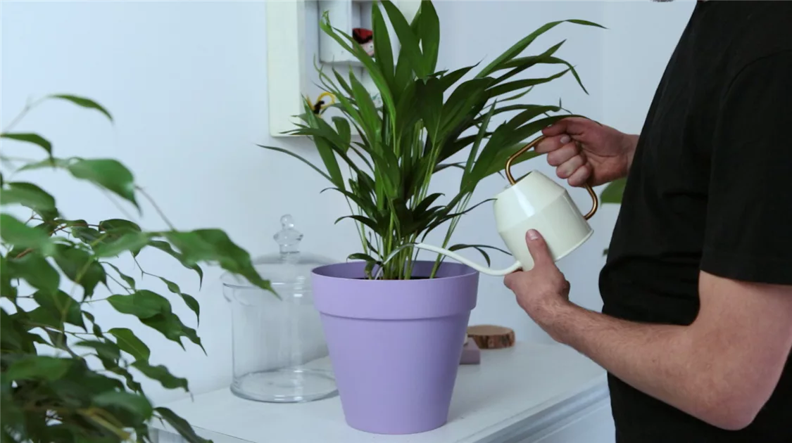 Goldfruchtpalme - Areca umtopfen
