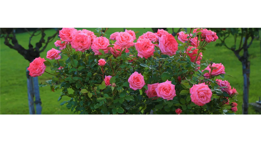 Blühende Rosenstämme und Hochstammrosen für Garten und Terrasse