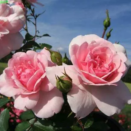 Beetrose 'Bonica 82'® ADR