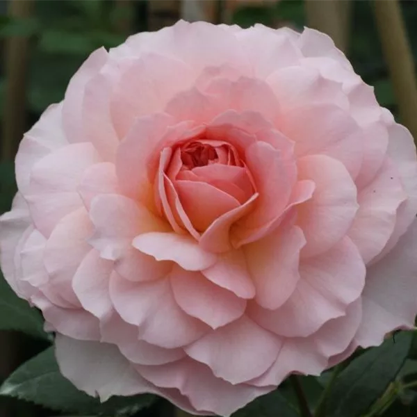 Strauchrose 'Schloss Eutin'®