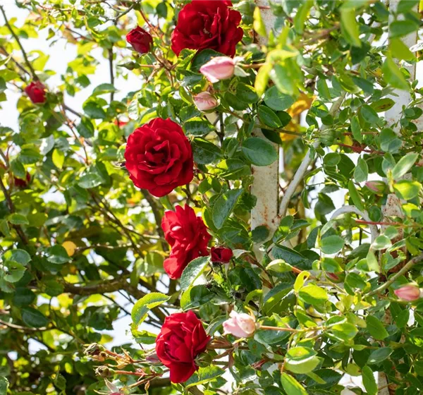 Veredelung von Rosen