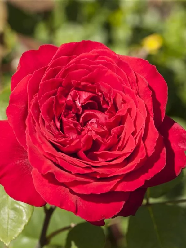 Wann Rosen pflanzen und schneiden?