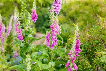 Stauden einpflanzen und den Garten neu gestalten Stauden einpflanzen und den Garten neu gestalten