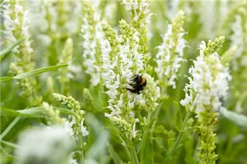 Stauden kaufen und den Garten so schön wie nie erleben Stauden kaufen und den Garten so schön wie nie erleben