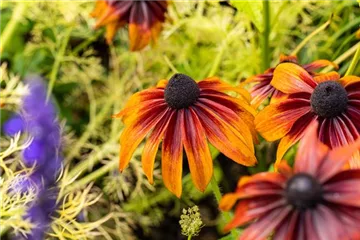Bunte Blüten so weit das Auge reicht – Einen Staudengarten gestalten Bunte Blüten so weit das Auge reicht – Einen Staudengarten gestalten