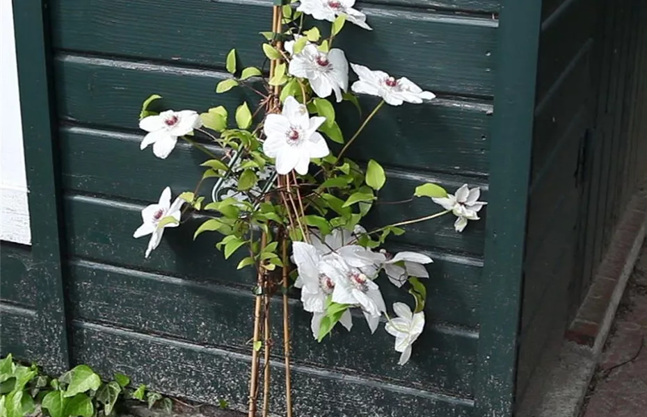 Clematis 'Miss Bateman' - Einpflanzen im Garten