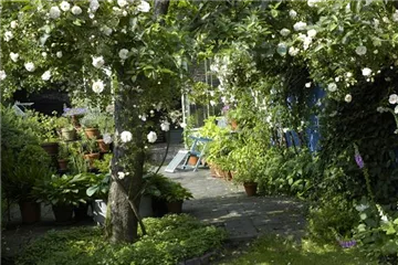 Kletterpflanzen im Garten - hoch hinaus und noch viel weiter! Kletterpflanzen im Garten - hoch hinaus und noch viel weiter!