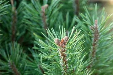 Die passenden Nadelgehölze für jeden Standort im Garten Die passenden Nadelgehölze für jeden Standort im Garten
