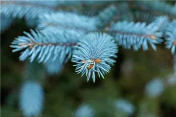 Gartengestaltung mit Nadelgehölzen – Ein immergrüner Garten Gartengestaltung mit Nadelgehölzen – Ein immergrüner Garten