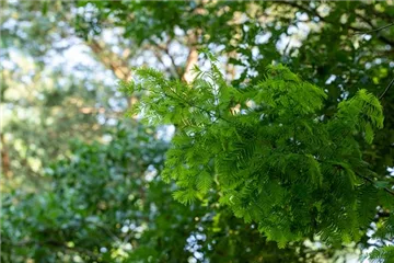 Nadelgehölze einpflanzen und den Garten immergrün gestalten Nadelgehölze einpflanzen und den Garten immergrün gestalten