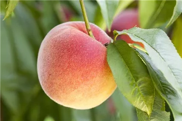Obstbäume brauchen Sommerschnitt für die optimale Ernte Obstbäume brauchen Sommerschnitt für die optimale Ernte