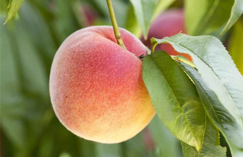 Einen Naschgarten mit Obstgehölzen anlegen und losnaschen