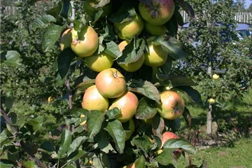 Die Streuobstwiese – Gesundheit zum Selberpflücken Die Streuobstwiese – Gesundheit zum Selberpflücken