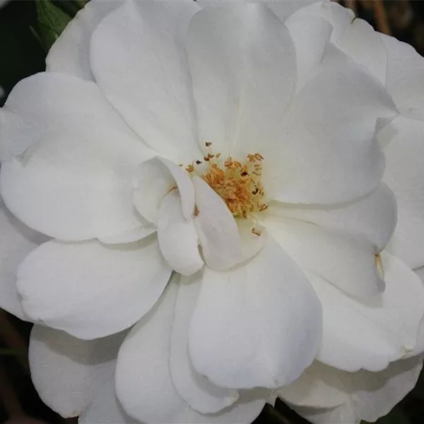 Strauchrose 'Schneewittchen'®