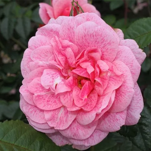 Kletterrose 'Camelot'® ADR