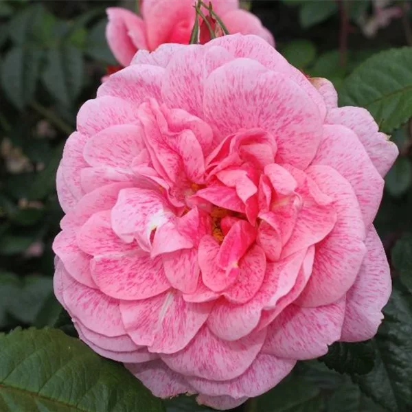 Kletterrose 'Camelot'® ADR